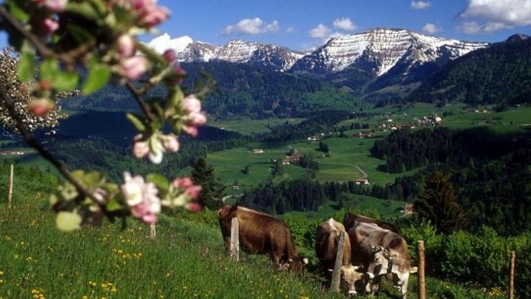 Fewo Alpengloeckchen, Oberstaufen/Steibis Bagian luar foto